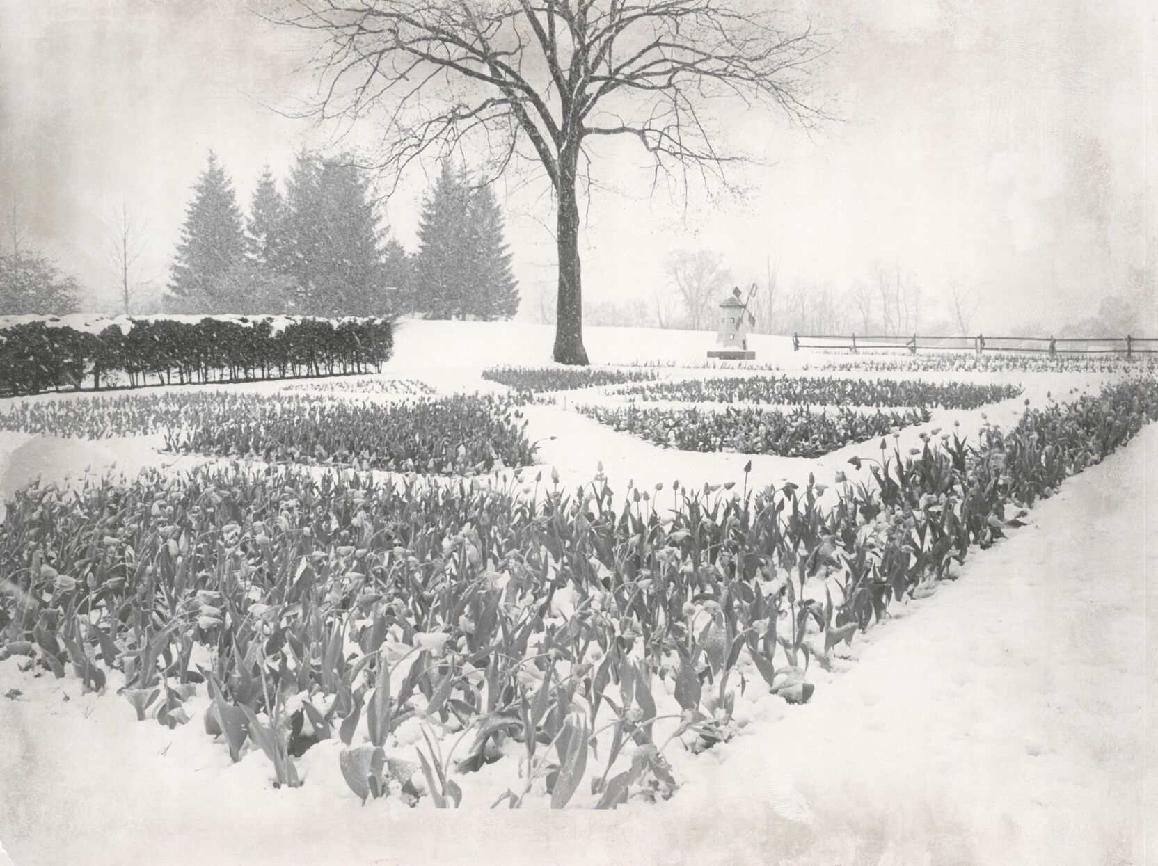 Late snow on spring tulips, May 9, 1977